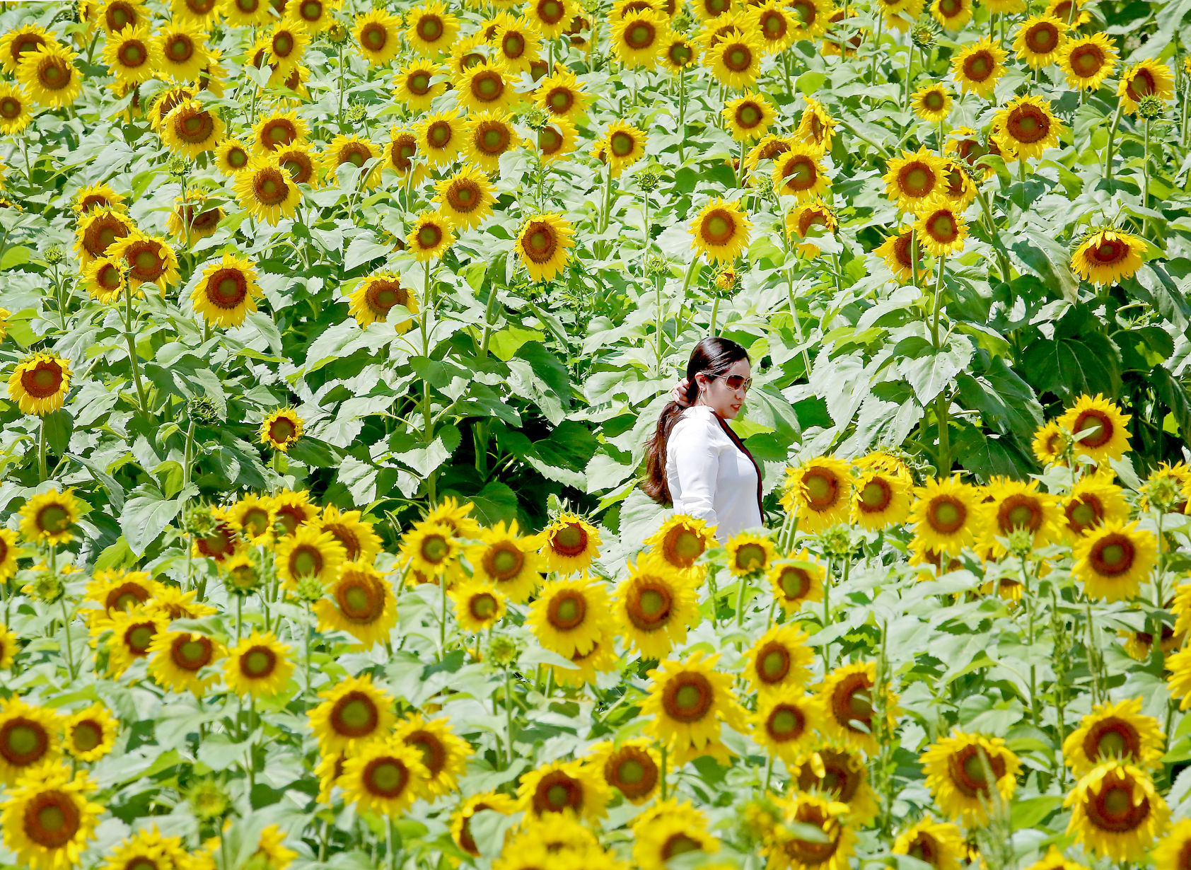 2016 Sunflower Days